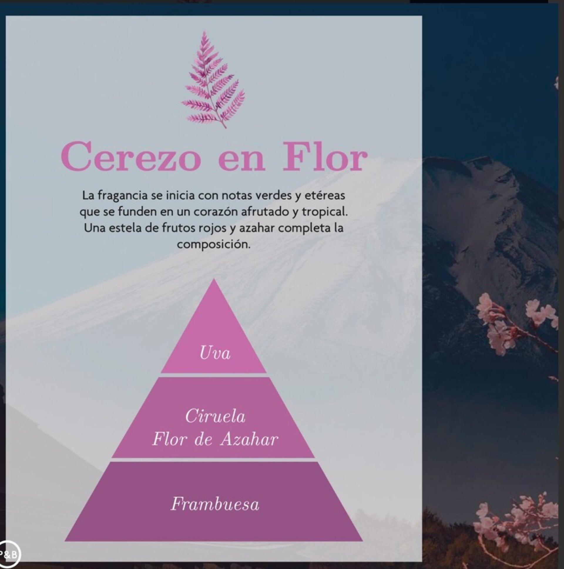Vela Aromática AMBAR ZEN – Renacer - 2